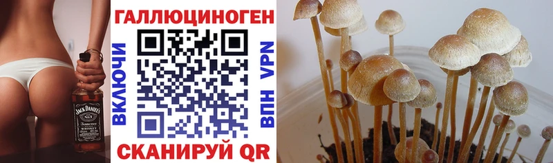 OMG как зайти  Няндома  Псилоцибиновые грибы Cubensis 